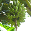 Banana Tree